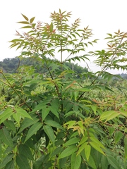 Tetradium glabrifolium