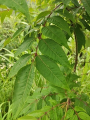 Tetradium glabrifolium