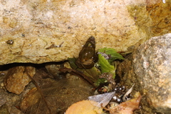 Semisulcospira
