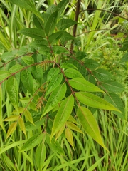 Tetradium glabrifolium