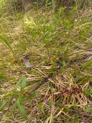 Koenigia tripterocarpa