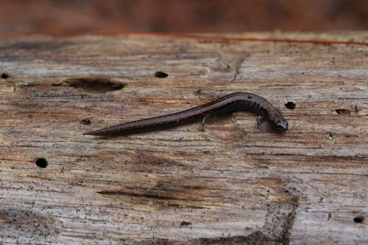 Papalo Minute Salamander