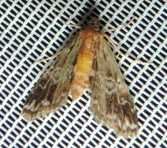 Elophila responsalis
