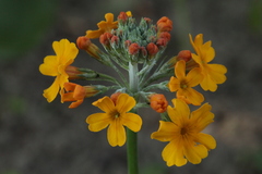 Primula bulleyana