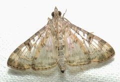 Dysallacta negatalis