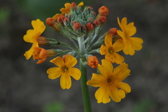 Primula bulleyana