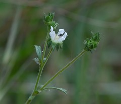 Horkelia cuneata puberula