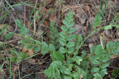 Horkelia cuneata puberula