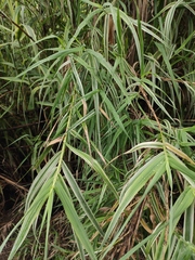 Arundo donax versicolor