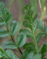 Horkelia cuneata puberula