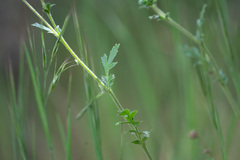 Horkelia cuneata puberula