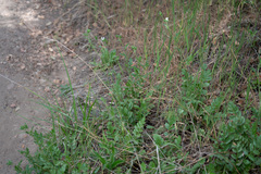 Horkelia cuneata puberula
