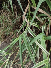 Arundo donax versicolor