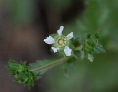 Horkelia cuneata puberula