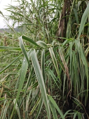 Arundo donax versicolor