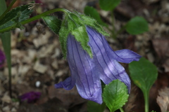 Campanula chamissonis