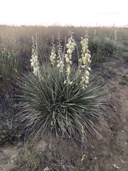 Yucca glauca