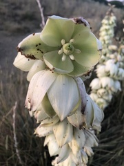 Yucca glauca
