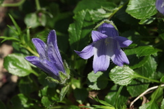 Campanula chamissonis