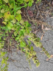 Clinopodium gracile