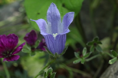 Campanula chamissonis
