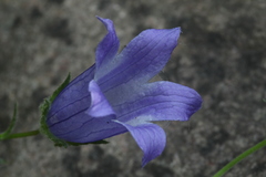 Campanula chamissonis