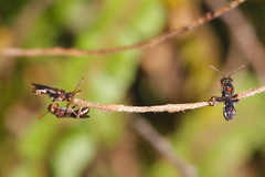 Nomada australensis