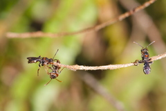 Nomada australensis