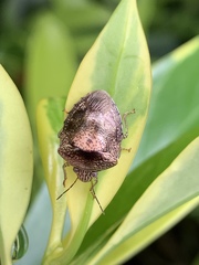 Oncotropis carinatus