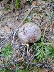 Cortinarius subolivascens