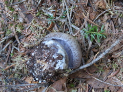 Cortinarius subolivascens