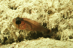 Dusky Cardinalfish photo 3