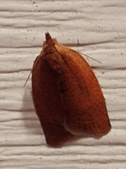 Clepsis consimilana