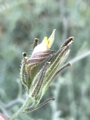 Cordylanthus pilosus