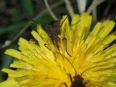 Leptocoris tagalicus