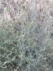 Cordylanthus pilosus