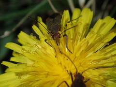 Leptocoris tagalicus