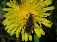 Leptocoris tagalicus