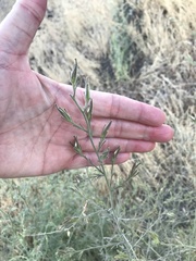 Cordylanthus pilosus