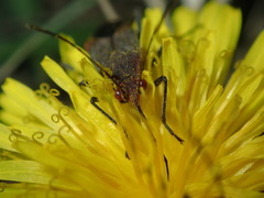 Leptocoris tagalicus