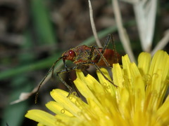 Leptocoris tagalicus