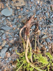 Cnidium monnieri