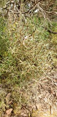 Logania recurva