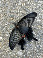 Papilio demetrius demetrius