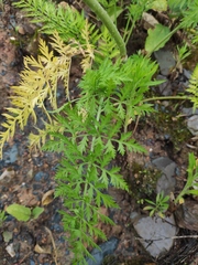 Cnidium monnieri