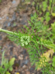 Cnidium monnieri