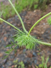 Cnidium monnieri