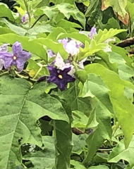 Solanum wrightii