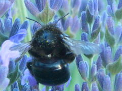 Xylocopa tabaniformis androleuca