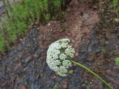 Cnidium monnieri